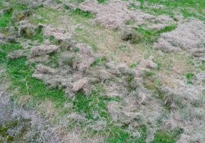 Photo of grass cuttings