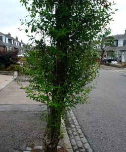 Photo of low growing branches on street tree