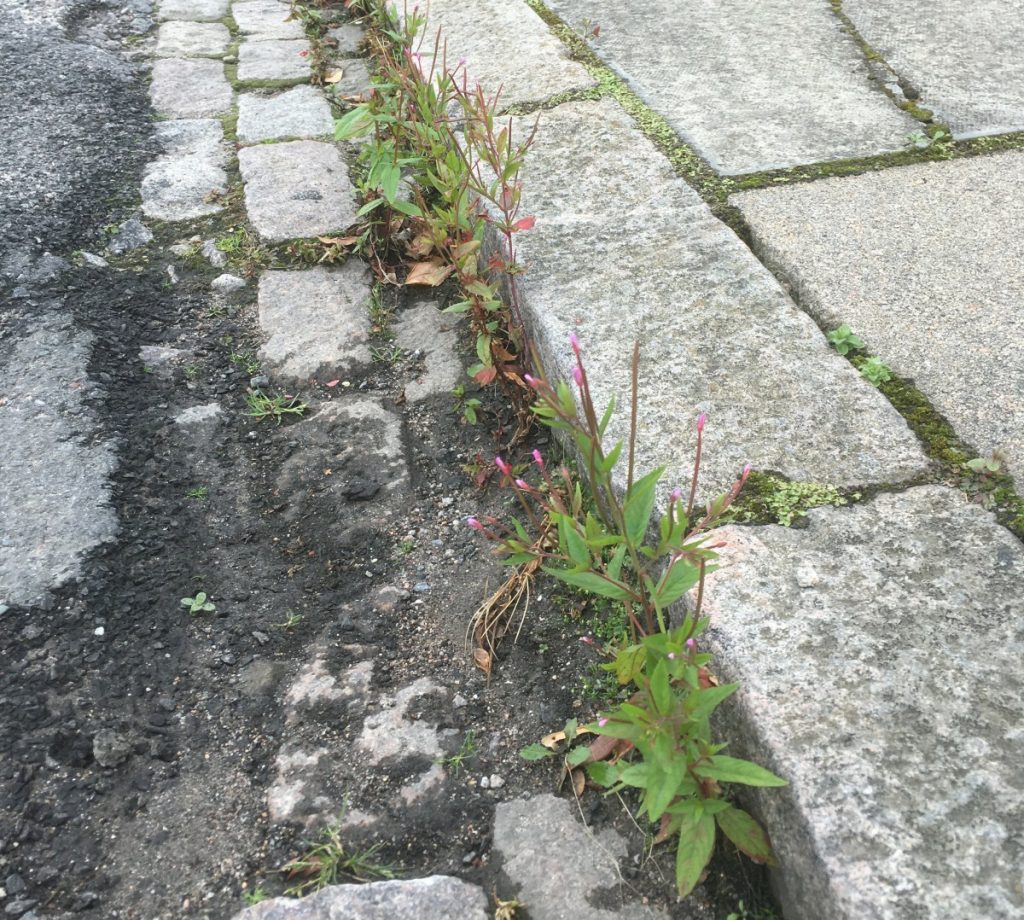 Photo of weeds in gutter