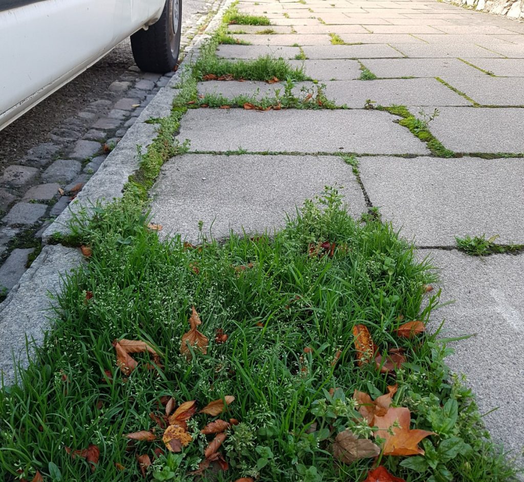 Photo of weeds on Granville Place
