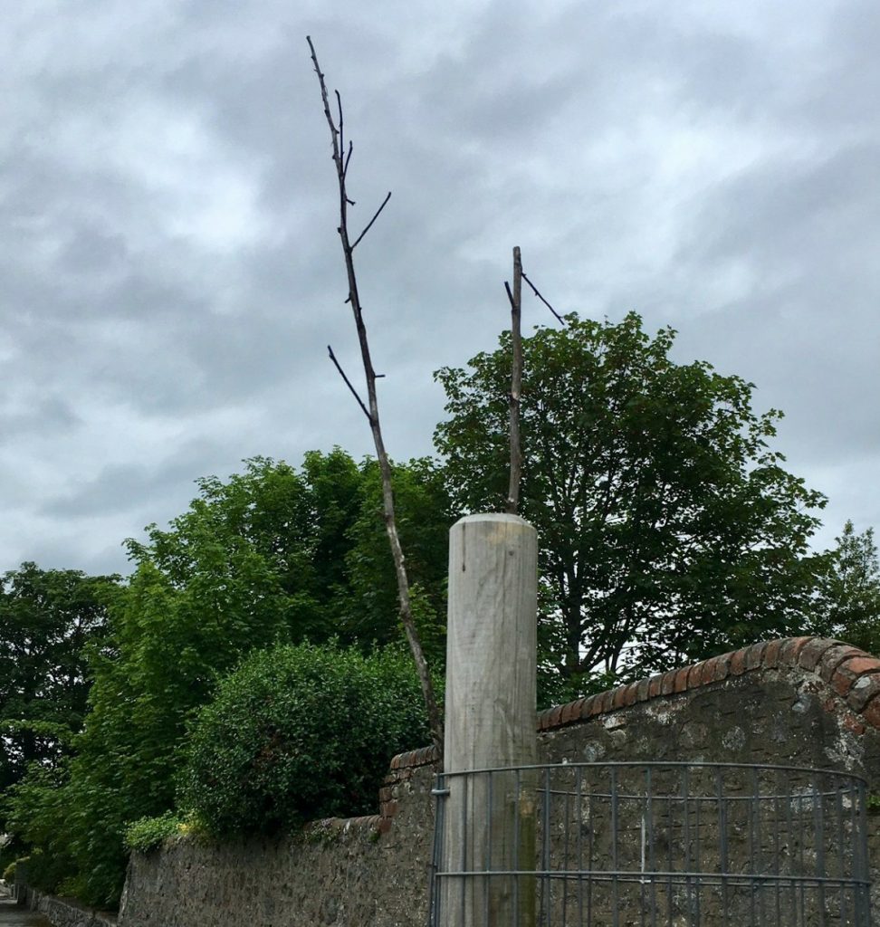 Photo of dead street tree